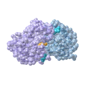 The barnase-barstar complex: two proteins docked together, with the charged residues at their shared interface picked out in amber and cyan.